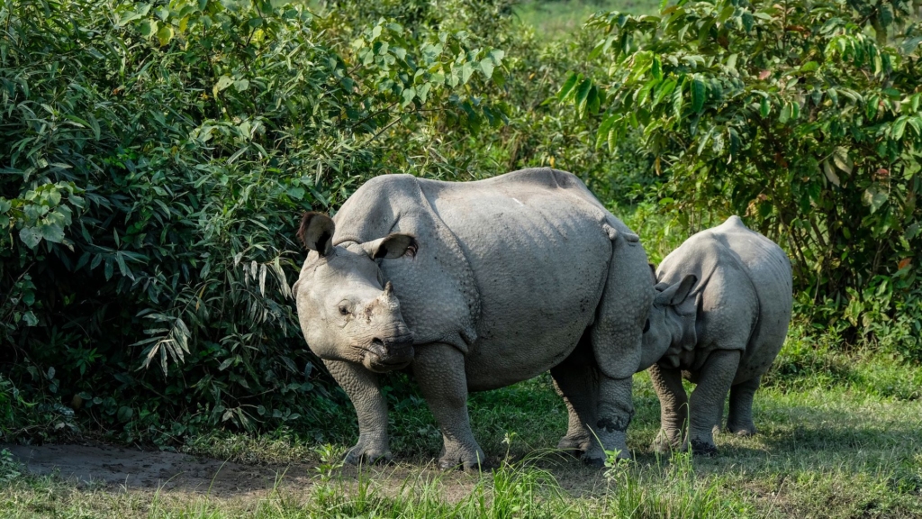 kaziranga national park rhinos