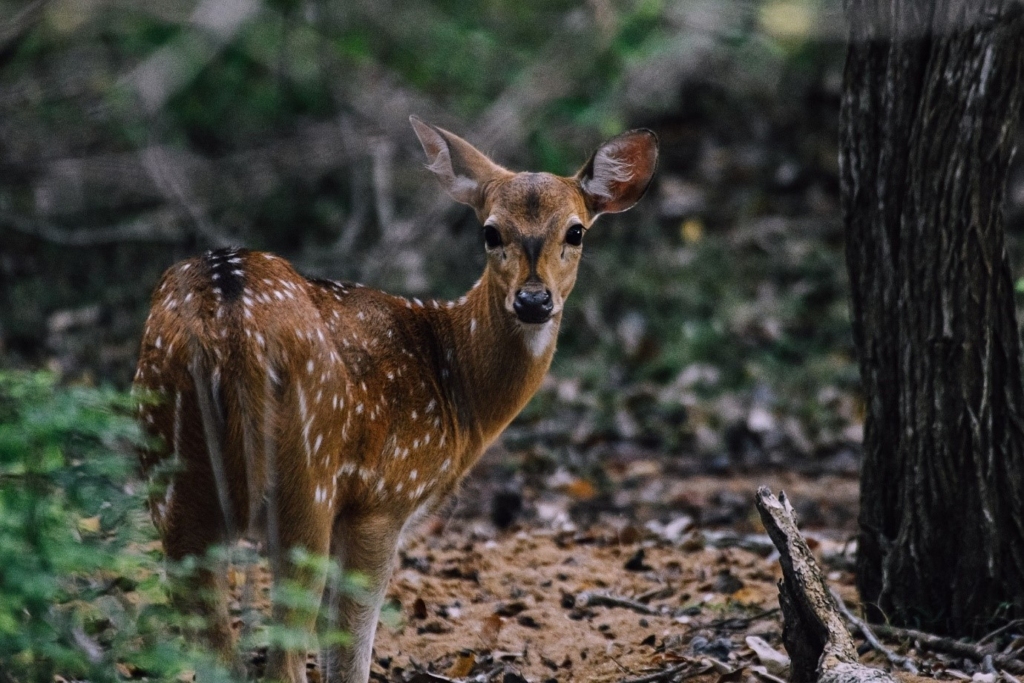 wildlife experiences in sri lanka