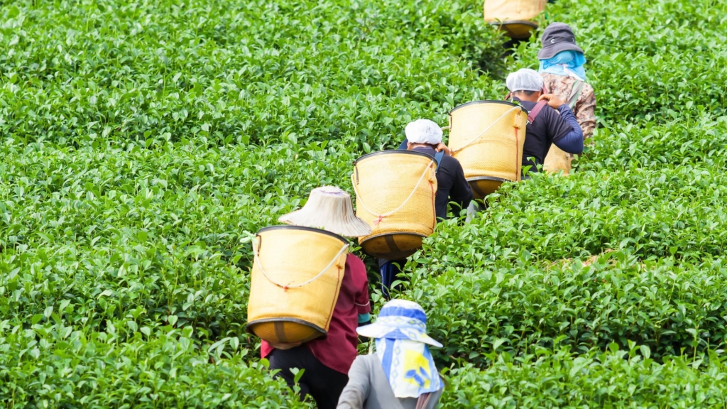 tea pickers tea festival bihu