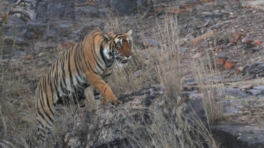 tiger wildlife in rajasthan