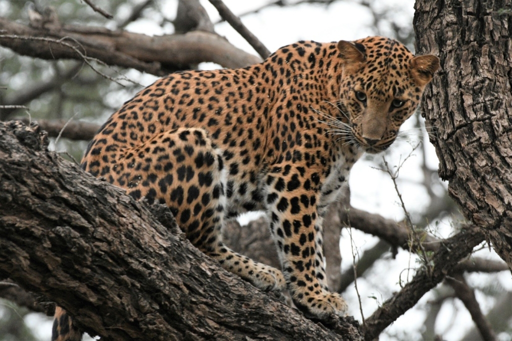 Leopard in Jaipur
