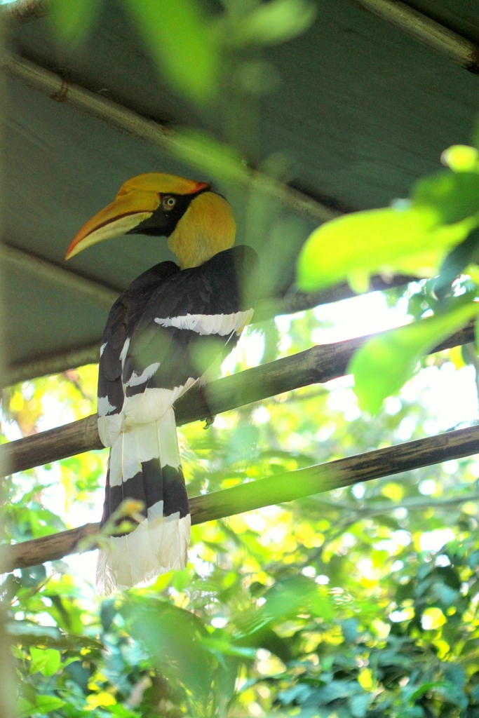 Great Hornbill, National Zoological Park