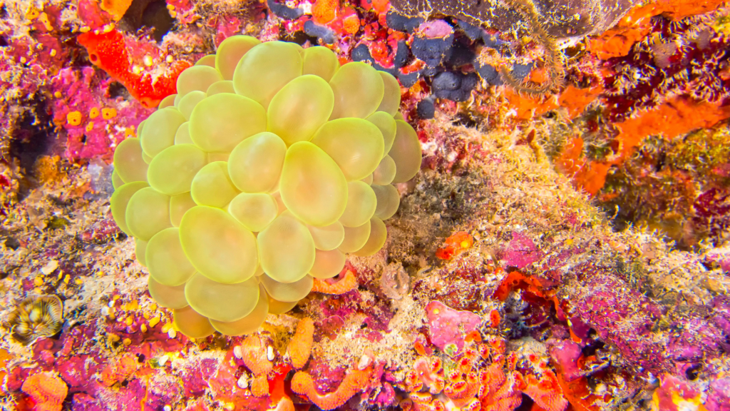 Coral Reef, North Male Atoll