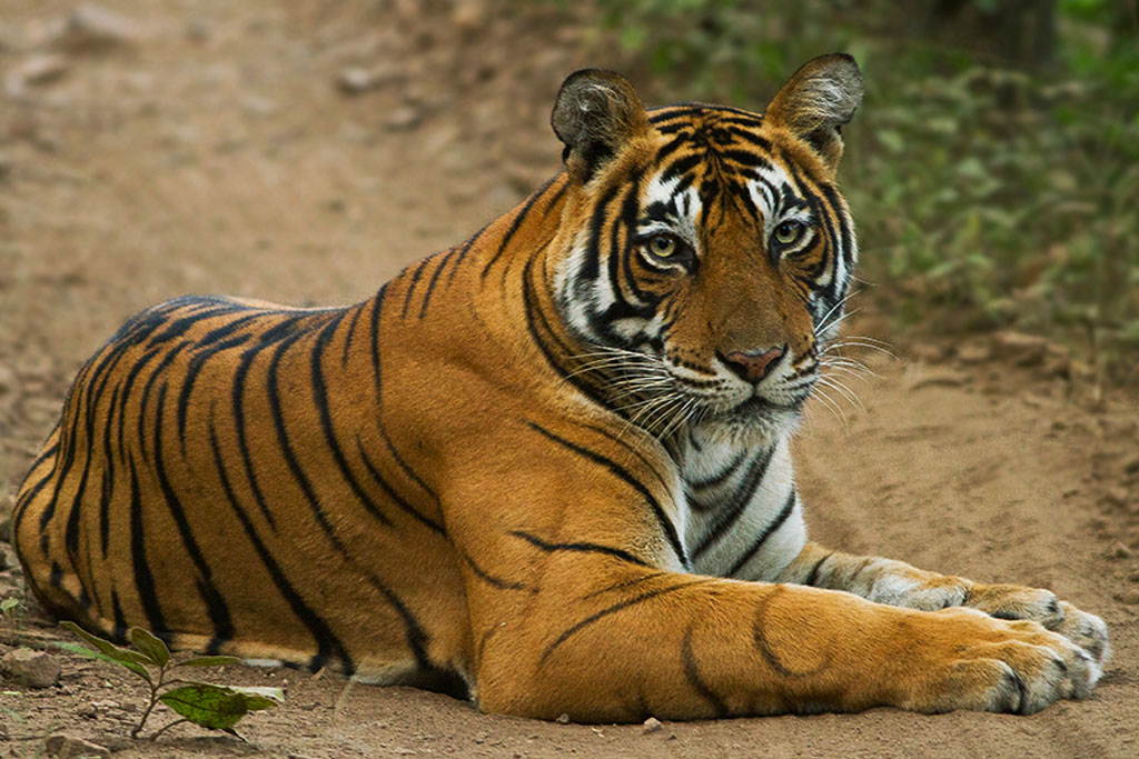 Sariska Tiger Reserve, Alwar, Rajasthan