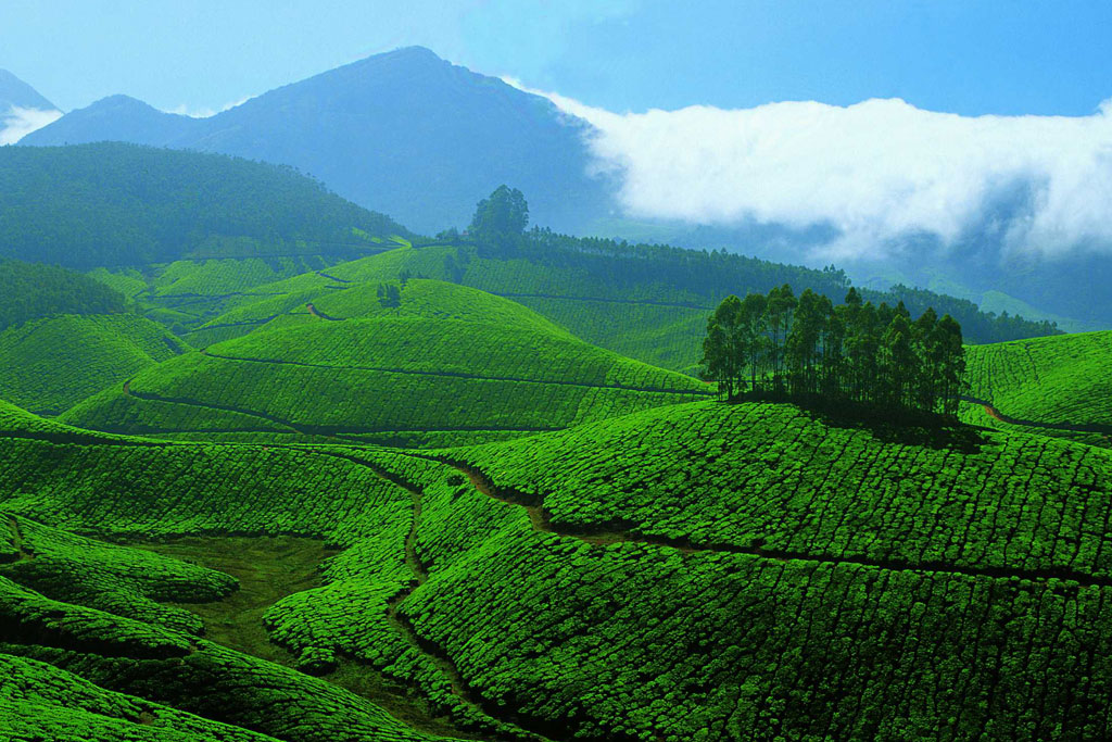 Tea Estate Hills Munnar, Kerala