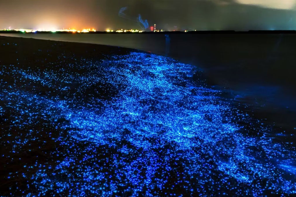 Sea of Stars, Vaadhoo Island, Maldives