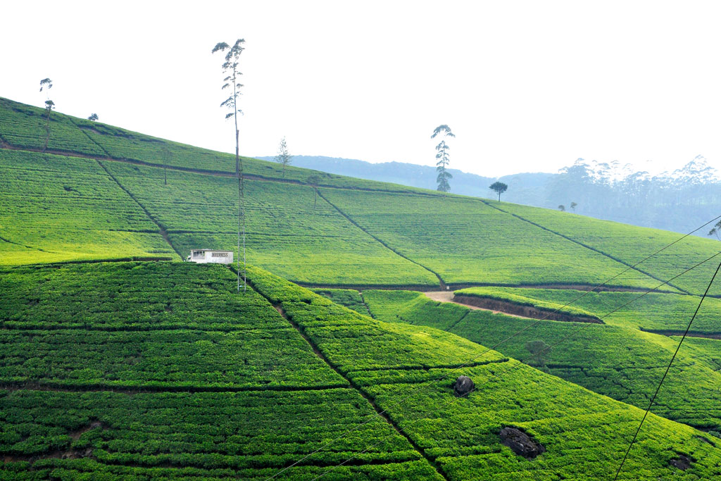 Tea Trails Nuwara Eliya, Sri Lanka